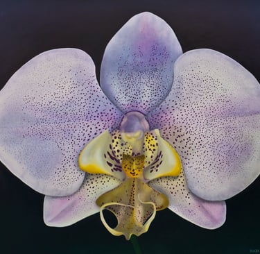 White Purple Spotted Phal
