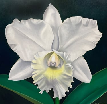 White Cattleya
