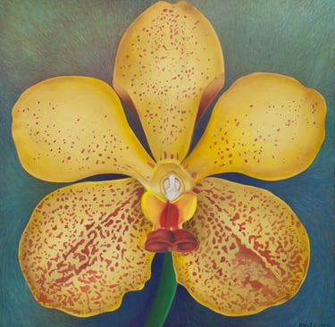 Yellow Splendor Vanda