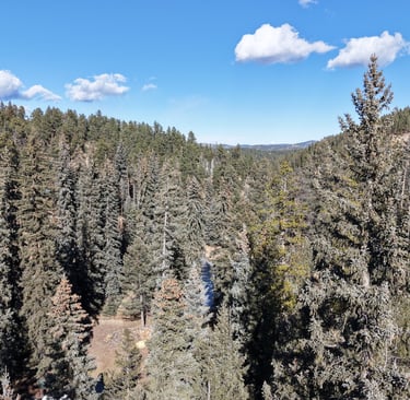 Touching tree crowns and uphill slope towards the home contribute to a high fire intensity rating.