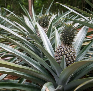 Un champ d'ananas biologiques