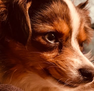dogAdvisor | dog Advisor | dogadvisor.dog | dog Advisor
