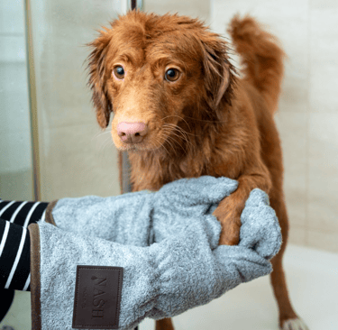 dogAdvisor | dog Advisor | dogadvisor.dog | dog Advisor