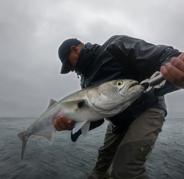 Gator bluefish