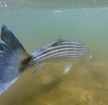 Shallow mud flat striped bass
