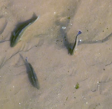 bass feeding on the flats