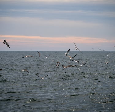 Striped Bass Blitz Montauk