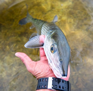 Small bonefish wading