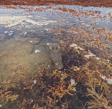 Cozumel crocodile
