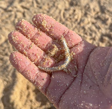 sand eels alive
