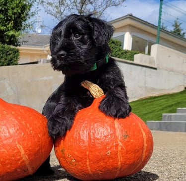 Chiot Schnauzer sur une citrouille
