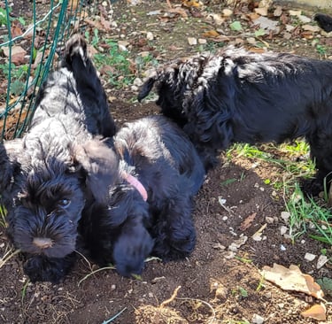 Schnauzer nains noirs qui jouent