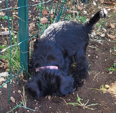 Bébé Schnauzer qui creuse