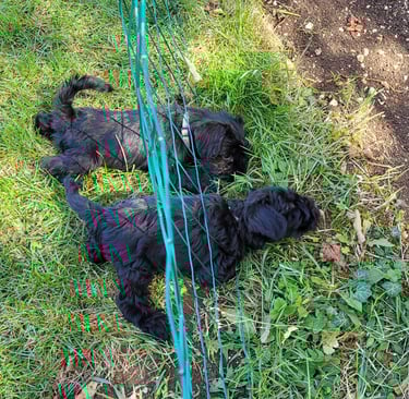 Chiots Schnauzer qui s'échappent