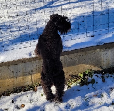 Ma Tessie