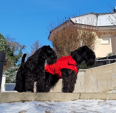 Tara et Panzer les 2 Schnauzers