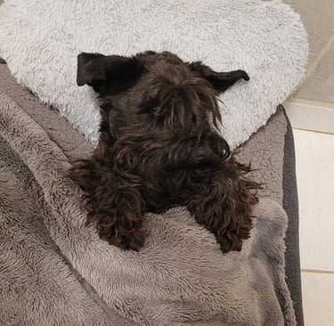 Future maman Schnauzer nain noir