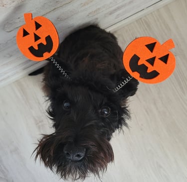 Chiot Schnauzer nain noir