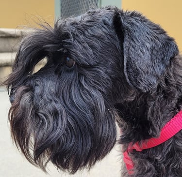 Femelle Schnauzer des Diamants Noirs d'Also