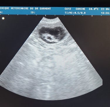 Echographie femelle gestante