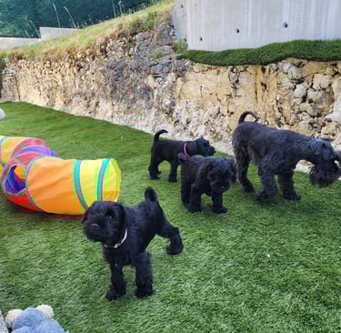 Maman et ses chiots