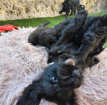 Chiot Schnauzer nain 