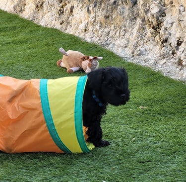 Bout du tunnel pour un chiot Schnauzer !!!