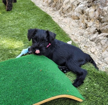 Altesse Violette , chiot Schnauzer nain