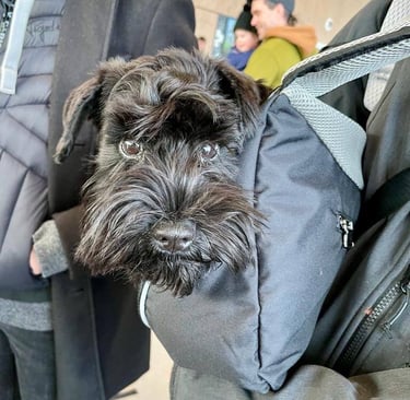Schnauzer nain noir part en vacances