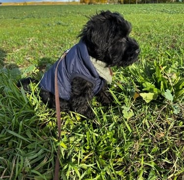 Marley dans un champ