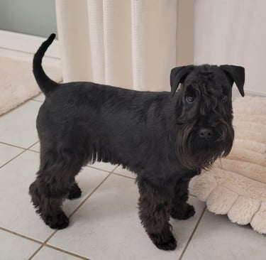 Femelle Schnauzer nain noire