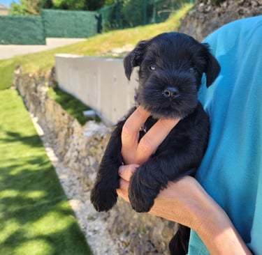 Chiot Schnauzer miniature