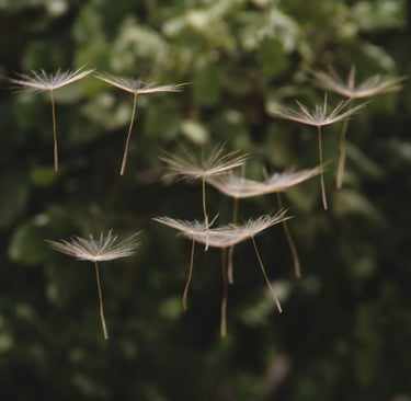 Dandelion seeds falling