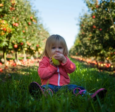 Child eating in an orchard. blog post to help parents navigate picky eating.
