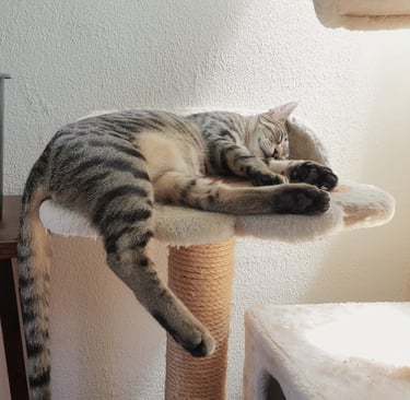 a cat laying on a cat tree