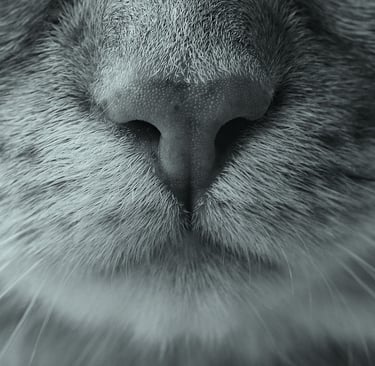 a close up of a cat's face and nose