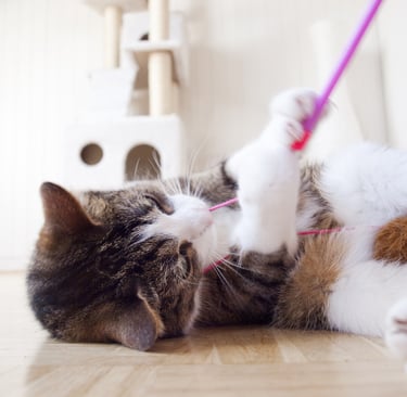 a cat laying on the floor with a toy in its mouth