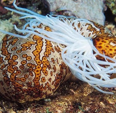 concombre de mer