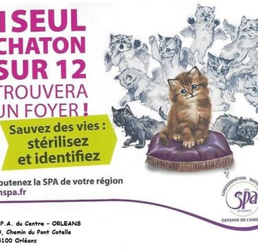 Campagne stérilisation chat SPA