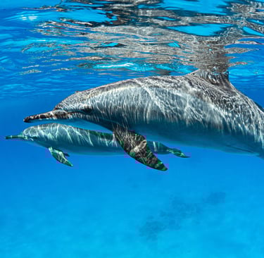 swim with dolphins Red Sea 