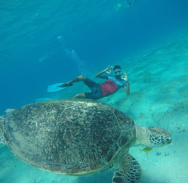 Turtle Bay excursion from hurghada