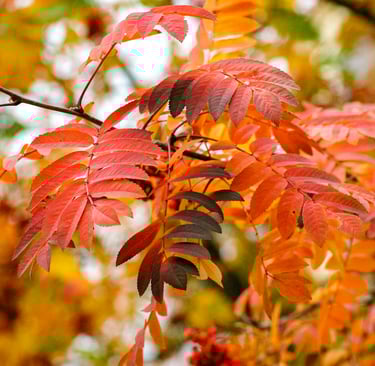 Red autumn leaves showing the change of the season