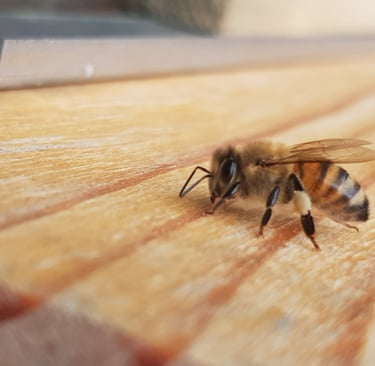 L'abeille source de vie et de bio diversite