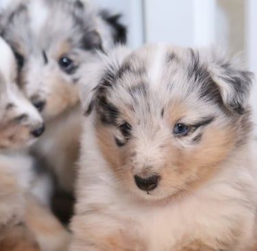 Pastor de las islas de shetland, cachorros de pastor de las islas de shetland