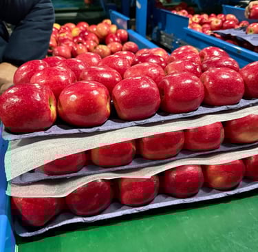 Apples (Royal Gala, Red Delicious, Granny Smith, Fuji, PinkGlow) from Chile