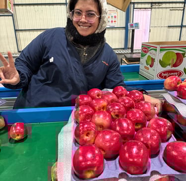Fresh Apples, Royal Gala, Red Delicious, Granny Smith, Fuji, PinkGlow