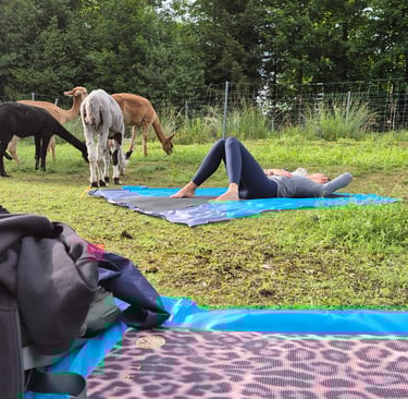 Yoga mit Alpakas