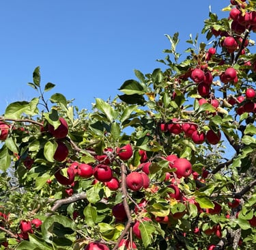 Beaumont U-Pick Apples Family Activity Apple Picking Edmonton