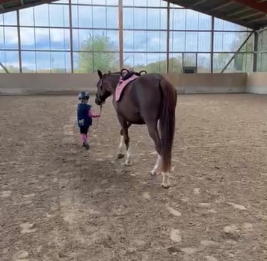A young girl leading a saddled horse across an indoor riding arena. Ponytante