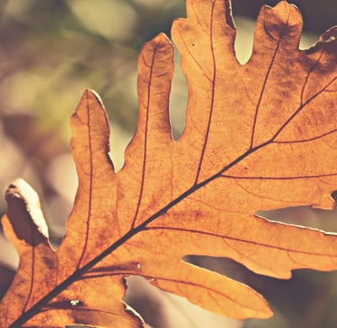 Close-up of a golden brown oak leaf in autumn sunlight with a soft, blurred forest background.